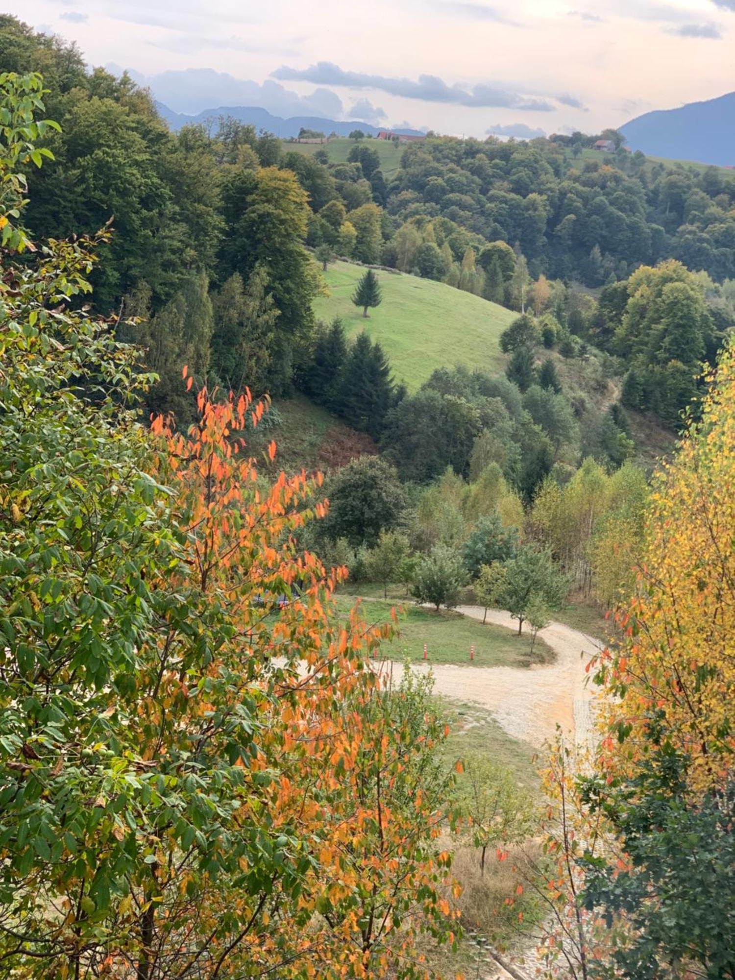 Cabana 7 Brazi Poiana Mărului 외부 사진